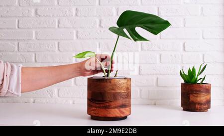 Woman gardener planting monstera albo houseplant in pot, home interior. Female hands holding monstera albo plant in flower pot for planting preparatio Stock Photo