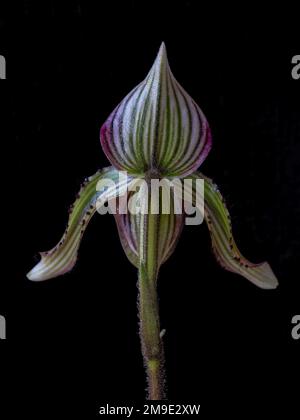 Back side closeup view of beautiful purple, green and white lady slipper orchid flower paphiopedilum fowliei species isolated on black background Stock Photo
