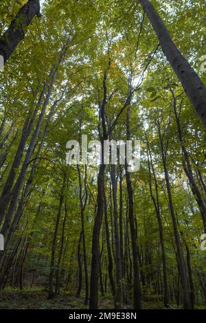 Tall trees in the forest. Forest vertical view in wide angle shot. Nature or carbon net zero or earth day background photo. Stock Photo