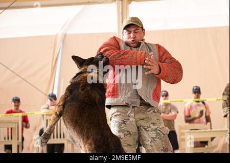 U.S. Air Force military working dog Ringo assigned to 378th Expeditionary Security Forces Squadron, attacks Staff Sgt. Miguel Guajardo, with the 378th ESFS, dressed in a padded decoy outfit, during a K-9 demonstration for Police Week, at Prince Sultan Air Base, Kingdom of Saudi Arabia, May 18, 2022. In 1962, President John F. Kennedy made May 15 National Police Officer Day and the week which May 15 falls on as National Police Week. The 378th ESFS will be hosting several events throughout the week to honor all those who have fallen and are stills serving. Stock Photo