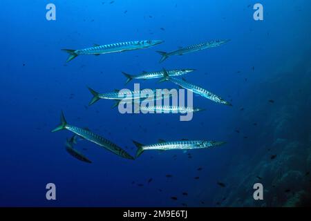 European barracuda (Sphyraena sphyraena), Mediterranean Sea, Majorca, Balearic Islands, Spain Stock Photo