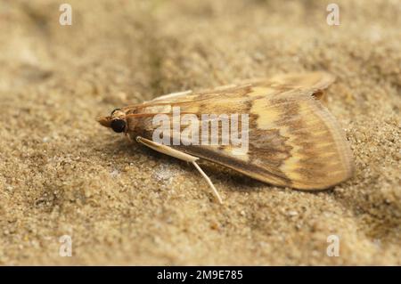 Detailed closeup on a pale brown to yellow colored European corn borer, Ostrinia nubilalis, a pest for agriculture Stock Photo