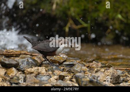 White throated dipper (Cinclus Cinclus) adult bird carrying food in its beak by a river, Derbyshire, England, United Kingdom Stock Photo