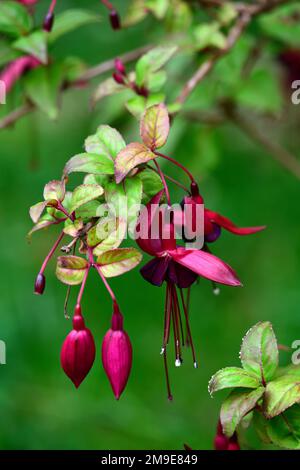 Fuchsia Tom Thumb,red,purple,flower,flowers,flowering,shrub,shrubs,green background,garden,gardens,gardening,RM Floral Stock Photo