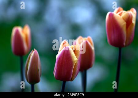Tulipa Abu Hassan,Tulip Abu Hassan,deep cardinal-red single flowers,broad golden yellow margins,triump tulip,triumph tulips, Mahogany Red petals with Stock Photo