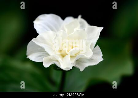 Great white trillium, Trillium grandiflorum Flore Pleno,double white flowers,double form,Trilliums,wakerobin,wakerobins,white flower,double,woodlander Stock Photo