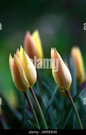 Tulipa batalinii Honky Tonk,Tulip batalinii Honky Tonk,Tulip linifolia Batalinii Group Honky Tonk,pale yellow flowers with soft pink flushes, pale yel Stock Photo