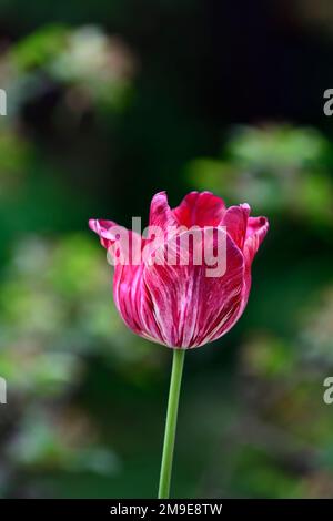 Tulipa silver standard,,historical single early tulip,broken tulip,Tulip Breaking Virus,flamed markings,marked,viral,virus,plant virus,red white purpl Stock Photo