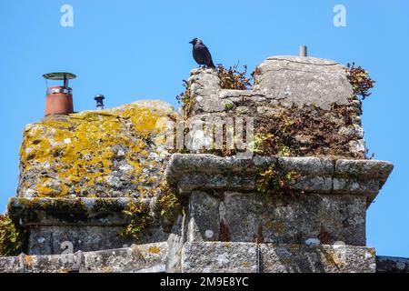 Jackdaw on the chimney of an old stone house, Locronan, awarded as one of the most beautiful villages of France, department of Finistere Penn-ar-Bed Stock Photo