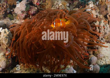 Fluorescent bubble-tip anemone (Entacmaea quadricolor) inhabited by a red sea clownfish (Amphiprion bicinctus) . Dive site House Reef, Mangrove Bay Stock Photo