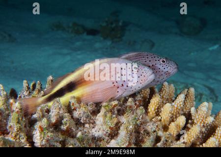 A pair of black-sided hawkfish (Paracirrhites forsteri) on a small polyp stony coral (Acropora) . Dive site Gola Abu Ramada, Hurghada, Egypt, Red Sea Stock Photo