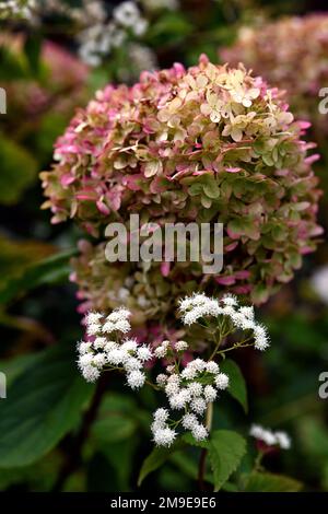 Ageratina altissima Chocolate,hydrangea,white flowers,fluffy white flowers,snakeroot,autumn,autumnal flowers,flowering in autumn,extend flowering seas Stock Photo