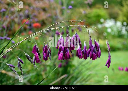 dierama pulcherrimum,pink purple flowers,flower,perennials,arching,dangling, hanging,bell shaped,angels fishing rods,RM Floral Stock Photo - Alamy