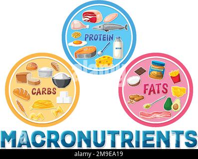 Macronutrients diagram with food ingredients illustration Stock Vector ...