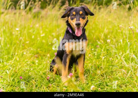 Portrait of a cute dog sitting on a sunny spring day in a flower meadow with his mouth open and his tongue sticking out. Border Collie, Pitbull and Stock Photo