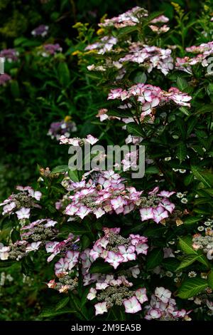 Hydrangea serrata Kiyosumi, white pink edged flower,white pink edged flowers,inflorescence,lacecap hydrangeas,Hydrangea serrata Kiyosumi-sawa,Hydrange Stock Photo