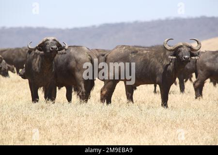 A herd of african buffalo (Syncerus caffer caffer) in Ngorongoro Crater, Serengeti, Tanzania Stock Photo