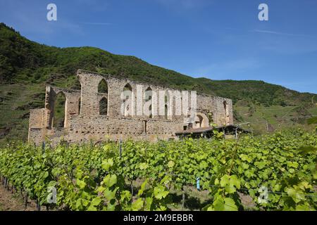 Stuben monastery ruins in the vineyards near Bremm, Middle Moselle, Moselle, Rhineland-Palatinate, Germany Stock Photo