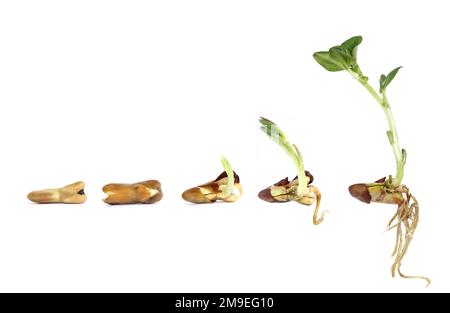 Horse bean - sprouting and growing Stock Photo