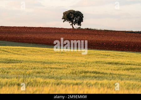 Grainfield at sunset with the sun behind it and a lonely tree in the background Stock Photo