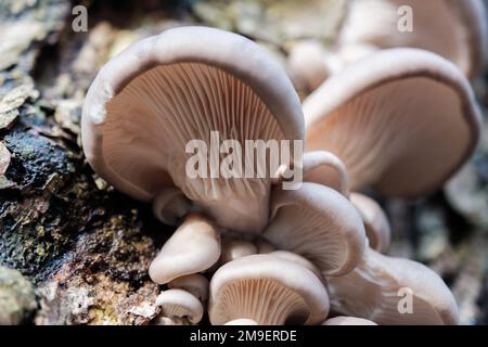 Foraging wild Oyster Mushrooms Stock Photo - Alamy