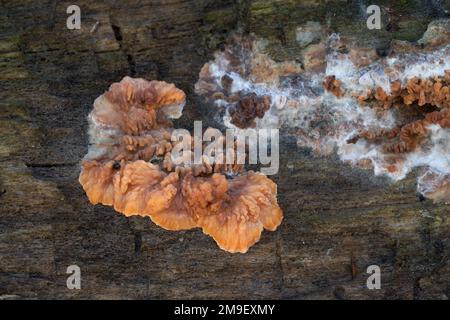 Inedible mushroom Phlebia radiata on the wood. Known as Spreading Phlebia. Wild orange mushroom in the forest. Stock Photo