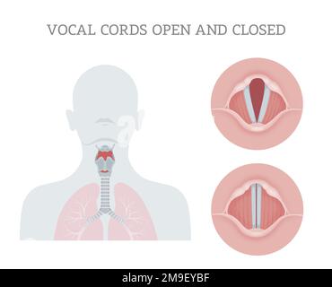 Vocal cords open and closed Stock Photo