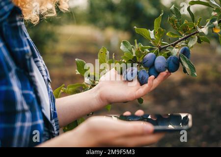 Young woman agronomist checking growth of plums in orchard. Farmer takes notes on phone. Agro business concept Stock Photo