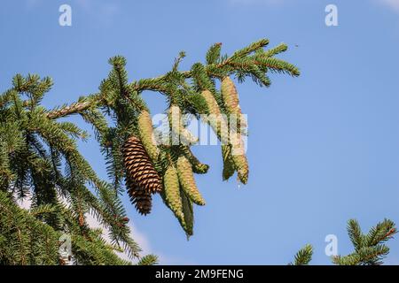Mature and immature cones on the branch of the Norway spruce (latin name: Picea abies) in Montenegro Stock Photo