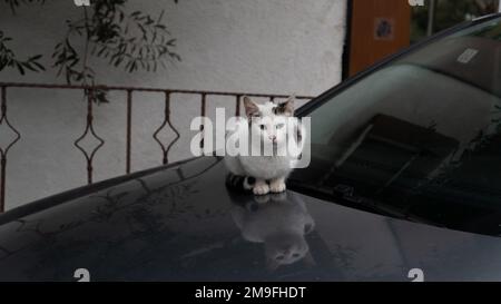 Street cat warming on the car hood in winter days. Selective focus included. Noise and grain included Stock Photo