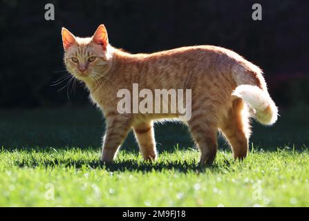 Beautiful rusty cat in the garden. Felis sivestris catus. Stock Photo