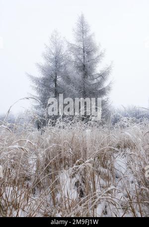 Frost covered tree in forest at mist Stock Photo