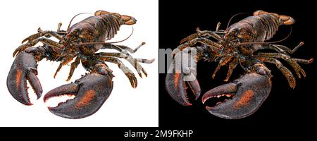 Fresh raw lobster isolated on white background  Stock Photo