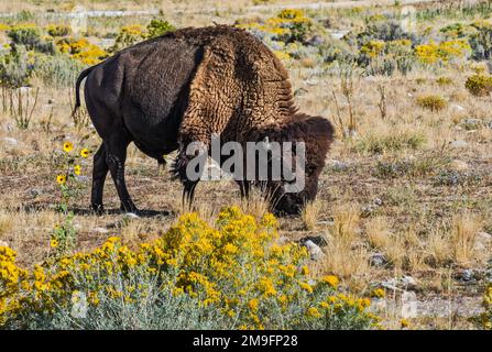 Plains bison (American bison subspecies) grazing at Bridger Bay Campground, rubber rabbitbush blooming, Antelope Island State Park, Utah, USA Stock Photo