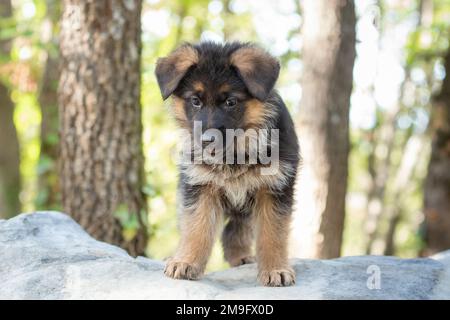German Shepherd puppy isolated in a forest Stock Photo