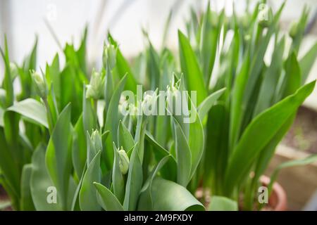 Unopened fresh green tulips in the greenhouse close-up. Spring concept. Stock Photo