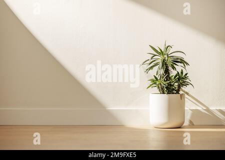 A palm from Brazil in a white pot in a room with plain white painted walls bathed in a ray of sun Stock Photo