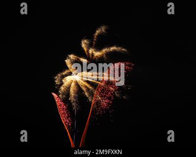 Fireworks against a black sky in a plant/flower/tree shape Stock Photo