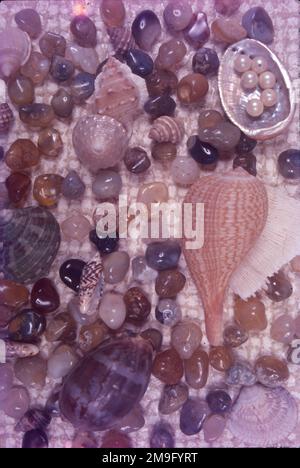 A seashell or sea shell, also known simply as a shell, is a hard ...
