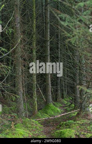 Pine trees in forest Stock Photo