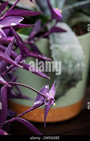 closeup image of some pretty purple leaves of tradescantia pallida with dew drops and its small pink flowers Stock Photo