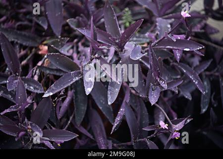 image of a seedling of pretty purple leaves of tradescantia pallida with dewdrops and its small pink flowers Stock Photo