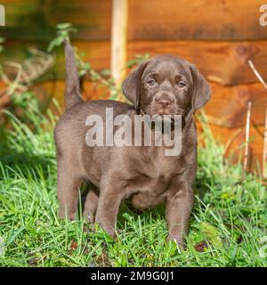 chocolate labrador, puppy Stock Photo