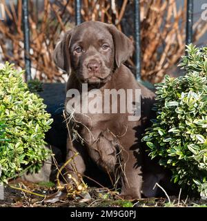 chocolate labrador, puppy Stock Photo