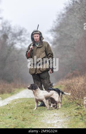 man rough shooting with his English Springer Spaniels Stock Photo