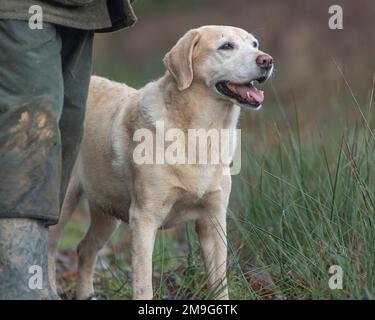 Labrador Retriever and owner Stock Photo