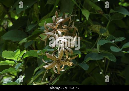 Dry Purple Wreath flowers (Petrea Volubilis) hang in direct sunlight in the garden Stock Photo