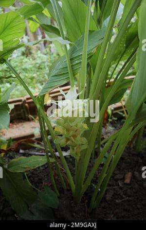 Vertical view of a Turmeric inflorescence with blooming turmeric flowers (Curcuma Longa) in the plant Stock Photo