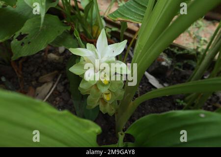 High angle view of a Turmeric inflorescence blooming turmeric flowers (Curcuma Longa) in the garden Stock Photo