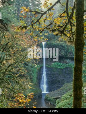 Middle North Falls waterfall in forest, Silver Falls State Park, Oregon, USA Stock Photo